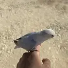 طير روز عمره شهر و ثلاث اسابيع ونص هدد خارجي