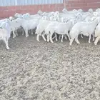 المزاحميه