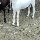 تيوس للبيع