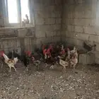 دجاج بلدي