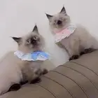 قطط للبيع