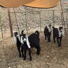 جفار عوارض فاخرة
