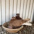 زوج حمام قطايف قلاب