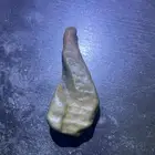 حجر هبهاب