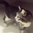قطة بيرمان للبيع