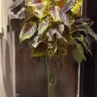 اثاث شجرة زينه حجم كبير بحالة ممتازه