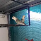 للبيع 5 أجواز روز