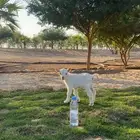 ماعز قزم ( جفره )