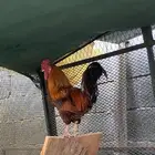 للبيع ديك كفو شرط اذان و اضراب وسليم من جميع الامراض