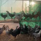 دجاج بشاير