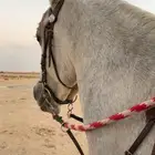 تدريب ركوب الخيل ركوب حر