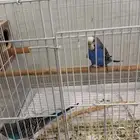 زوج بادجي منتج