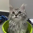 قط ذكر شيرازي للتبني