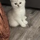 قطط للبيع