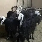 شياه نجد