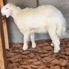 طلي حري ذبيحه فل شحم