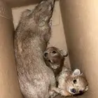 وبران البيع