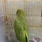 طير الدره هندي العمر 10 شهور