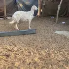 خروف ورخل كفو ذبح ولا مقنوي