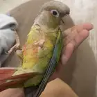 كنيور اناناس اليف