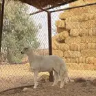 خروف فحل