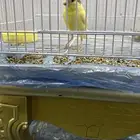 عصافير كناري كرست