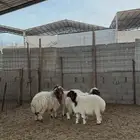 خرفان ورخال نعيم