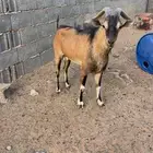 تيس جنوبي