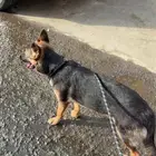 جيرمن شيبرد ورك لاين
