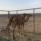 قعدان