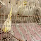 ببغاء للبيع نوع كروان
