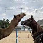 حصان واهو شيخ