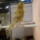 انثى كناري مشمشي