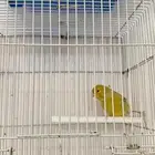 ذكر كناري اربيل اصفر حامل طفرة ابوه ستنايت