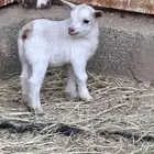 ماعز قزمي جوز