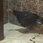 ديك رومي للبيع بالخرج