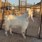 تيس مشروك فحل ( تم البيع )