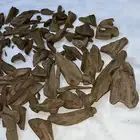 عود مروكي طبيعي لأهل الصنف