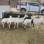 غنم ولد وحده دافع