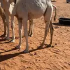 بكره قصب عمرها6 شهور