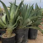 صبار اجاف امريكي كل الاحجام