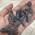 قولدن فنش