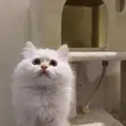قط شيرازي هملايا