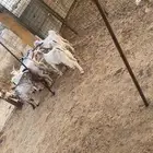 تيوس وجفرات ششرط بيشيه ومميزه