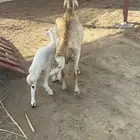 نعجه سواكنيه منتوج فاخره