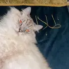 قط هملايا للتبني ذكر معقم (مع كامل اغراضه)