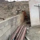 تيس للبيع السن سديس الصحه شرط