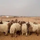 خرفان نعيم بلدي جبر وفاخر العدد 24 ( بريدة)