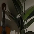 قيتار