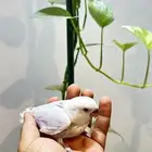 روز